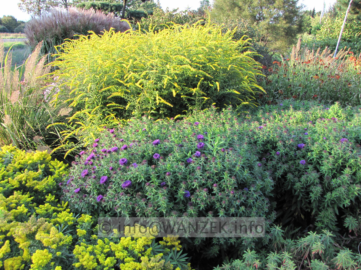 Solidago rugosa Fireworks 03.JPG